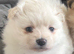Pomeranian puppies