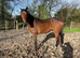 15.2 4 yr old TB gelding