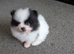 Kc registered Pomeranian Puppies