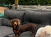 Miniature Dashhound female