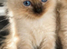 Ragdoll kitten ragdoll kittens seal