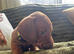 Stunning KC registered Standard Dachshund litter