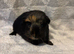 Single baby boy guinea pig