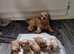 PROVEN Red and Apricot F1 Cavapoos-DNA Clear Tests