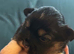 3 male Lhasa apso puppies for sale