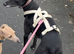 3 year old Whippet