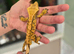 Male and female crested gecko with full split setup
