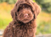 F1B cavapoo pups