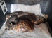 Bengal crossed kittens for sale