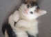 Fluffy kittens
