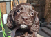 2 working cocker spaniel puppies Ready to leave now