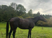 Bay thoroughbred gelding