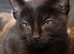 12 wk old kittens for sale