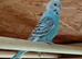 Budgies