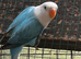 Beautiful baby lovebirds and adult lovebirds in Birmingham