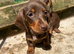 Miniature dachshunds ready to go