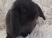 Gorgeous 8 week old Mini Lop Baby Rabbits For Sale