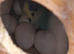 Budgies 4 sale