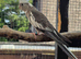 Young cockatiels