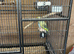 Pair of Parrotlets, Cage & Accessories For Sale