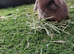 Vaccinated xx Tiny mini lops
