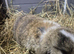Mini lop doe 10 week old