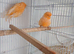 Pair Norwich Canaries for sale
