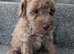Toy poodle puppy's