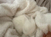 Mini lop