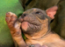 Female pocket bully