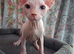 Sphynx Kittens Ready to Leave Now