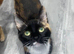 Female kitten
