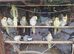 5 Beautiful Chicks – Albino, Lutino & More