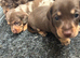 most gorgeous, beautiful dachshunds