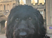 Cockerpoo