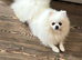 Gorgeous pure white Pom