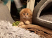 Scottish fold ginger long hair female