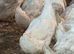 Female White Cambell laying Ducks...