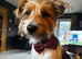 COOKIE – a Charming Little Y.T. Gentleman