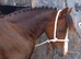 !12hh show/family pony!