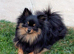 Pomeranian puppy's ready to leave
