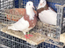Pigeon