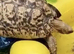 Teddy - 5-year-old Leopard Tortoise looking for his new home