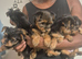 5 beautiful full breed yorkies for sale