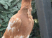 syrian pigeon