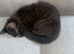 Kittens available