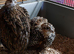 Young Mearns Quail