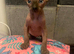 Sphinx Canadian