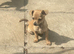 Silver/fawn Chihuahua boy
