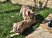 French bulldog male stud